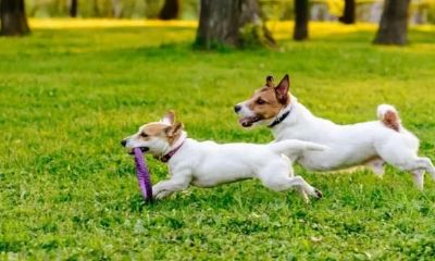 属狗今年的运势方向（1970年属狗人今日运势）