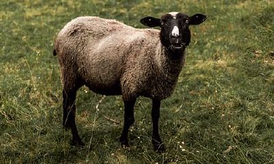 属羊的男2003年出生的是什么命（癸未年属羊的人命如何）