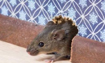 梦见家里跑了只大老鼠（梦见老鼠跑了）