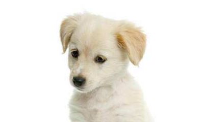 37岁属狗的你人生的十字路口（属狗的三大坎是什么）