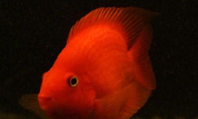 招财鱼怎么喂食一天喂多少（招财鱼可以多少天不喂）