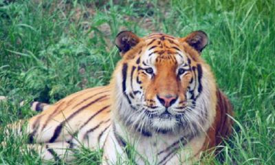 虎年是几年出生的（属虎年龄分别是多少）