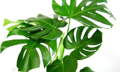 龟背竹可以放在财位吗（龟背竹有不好的风水）