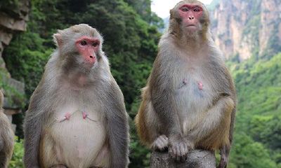 92年属猴金命水猴（1992年属猴是什么命女）