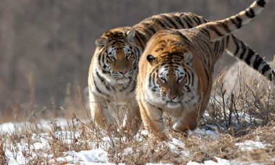 属猪人今天运程怎样（属猪人今天运势超准）