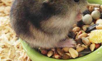 72年属鼠的命中贵人图库（1996属鼠女生的贵人）