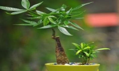 招财树能长成大树吗（官杀大运一般要多久）