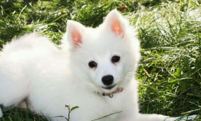 2023年属猪男最佳婚配（属猪男和属鸡女婚配怎么样）