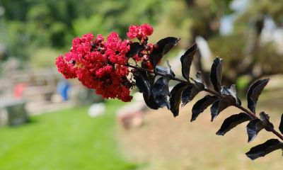 紫微花树插植方法（紫薇花的象征意义）