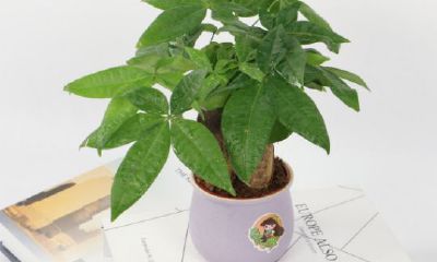 招财树开花是怎么回事（招财树黄叶落叶怎么回事）