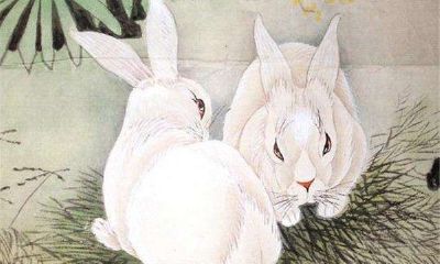 属兔的男人心狠吗（生肖羊31岁过后命数已定）