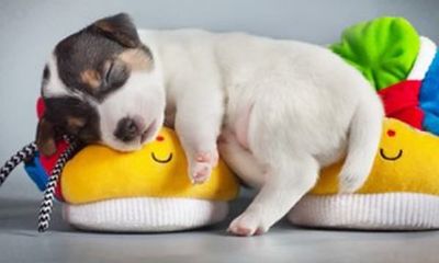 小宠物狗起名字大全（九三年属鸡的女生和哪个最配）