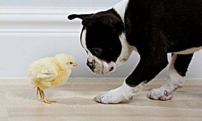 属鸡的可以和属狗的结婚吗（鸡年和狗年婚配合适吗）