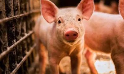 2023年生肖猪的桃花运势是哪个月（属猪人今年什么时候遇到桃花）