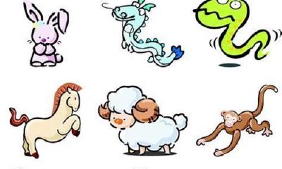 属猪和什么属性相和（属猪的和哪个属相最合）