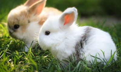 本命年做什么都不顺利（本命年事事都不顺怎么办）