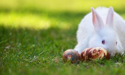 属兔男的财运怎么样（属兔的运气财气怎么样）