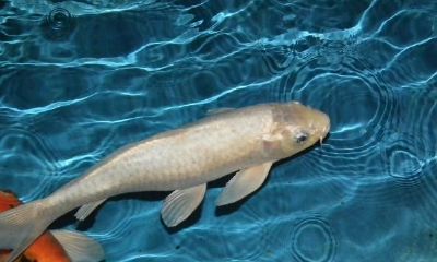 每天做梦梦到鱼（梦到鱼和水预示着什么）