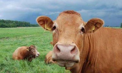 属猴的老婆有人疼吗（属猴的女人不一般）