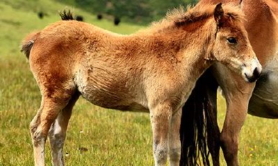 属马的辰时出生好不好（属马的几点出生有福气）