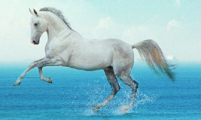 属马的和属鸡的怎么样（属鸡跟属马的属相好不好）