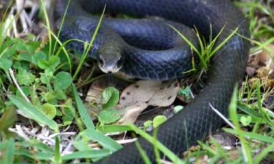 男人做梦梦到蛇吃蛇（男人梦见抓蛇）