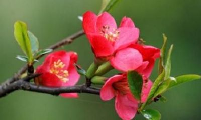 女性脸短面相好吗（旺夫脸的女人面相）