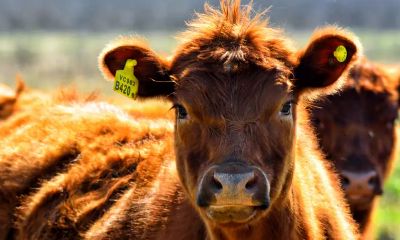 能成就大事业的生肖女（事业上非常强大的生肖女）