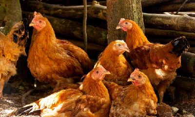 93属鸡几月的是凤凰命和龙（1993年属鸡的哪个月出生的命好）