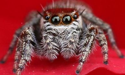 蜘蛛落到身上什么预兆（晚上蜘蛛掉身上有什么预兆）