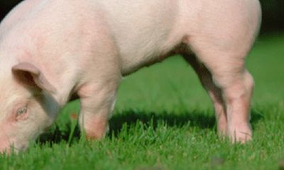 属猪的几日出生最好万湖算命网（属猪哪一日出生最好）