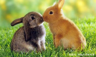 属兔的人能和属鸡的人共事吗（1987年属兔35岁后会大富大贵）