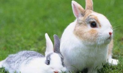 属猪女放弃一个人的表现（属猪的女人床上的表现如何）