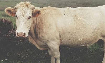 属牛人明天的财运如何（虎年属牛人的全年运势）