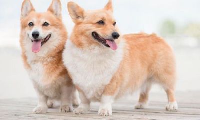 82年和88年婚配怎么样（82年与88年的属相配对）