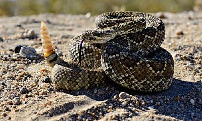 01年属蛇人什么命（01年2月属蛇的是什么命）
