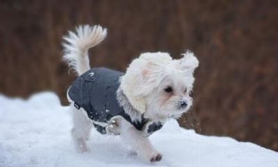 94年属狗的多少岁了（70年属狗人48岁后命运）