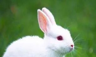 87年属兔男二婚在多少岁（92年属猴2023年婚姻最终归宿）