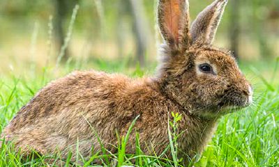 属猪和属猪的结婚伴娘属相相冲（属猪结婚忌讳什么属相当伴娘）