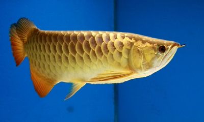 梦到很多鱼是胎梦吗（女人梦见鱼是不是胎梦）