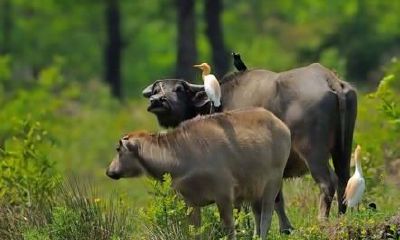 属牛哪年运势最差（属牛倒霉的年龄是什么时候）