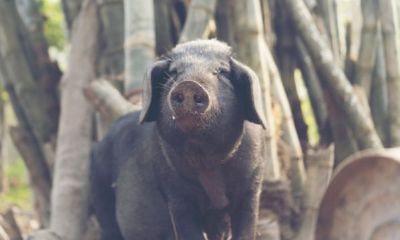 2023属猪生肖运势运程（2023属猪的全年运势详解）