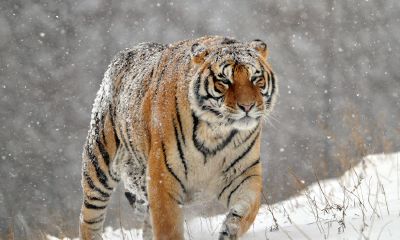 十二生肖今日运势大全猪（生肖猪今日运势查询）