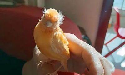 属蛇养鸟好吗（属蛇配什么属相好）