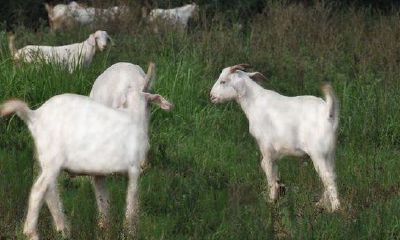 属羊男和属猪女的婚姻配吗（属猪和属马的合不合）