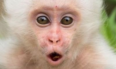 属猴的命运是什么五行（1985年属牛是什么命）