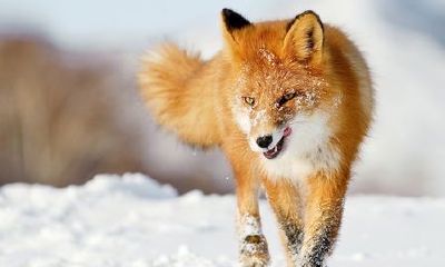 算卦的仙家都有什么仙（那些仙家算命准吗）