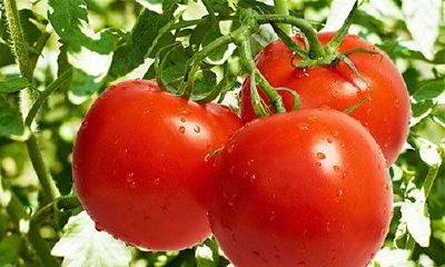 周公解梦大全查询梦见西红柿佛淘网（周公解梦大全查询梦见杏）