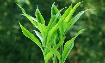 属虎的人养什么植物最旺财（属虎房间放什么植物旺财）