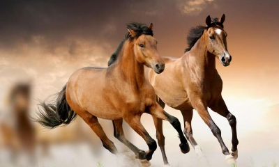 六几年属马是哪一年（1990年属马正月二十六）